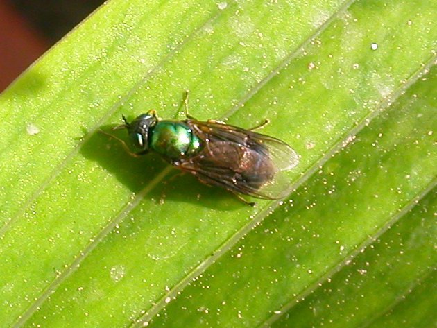 Chloromya formosa?